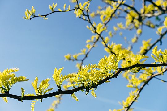 yellow-leaves-5219524-1280-1743427391.jpg